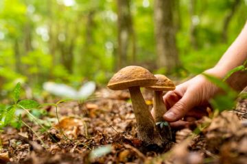 Consulenza gratuita in merito al riconoscimento dei funghi-certificazione dei funghi epigei freschi autunno 2025